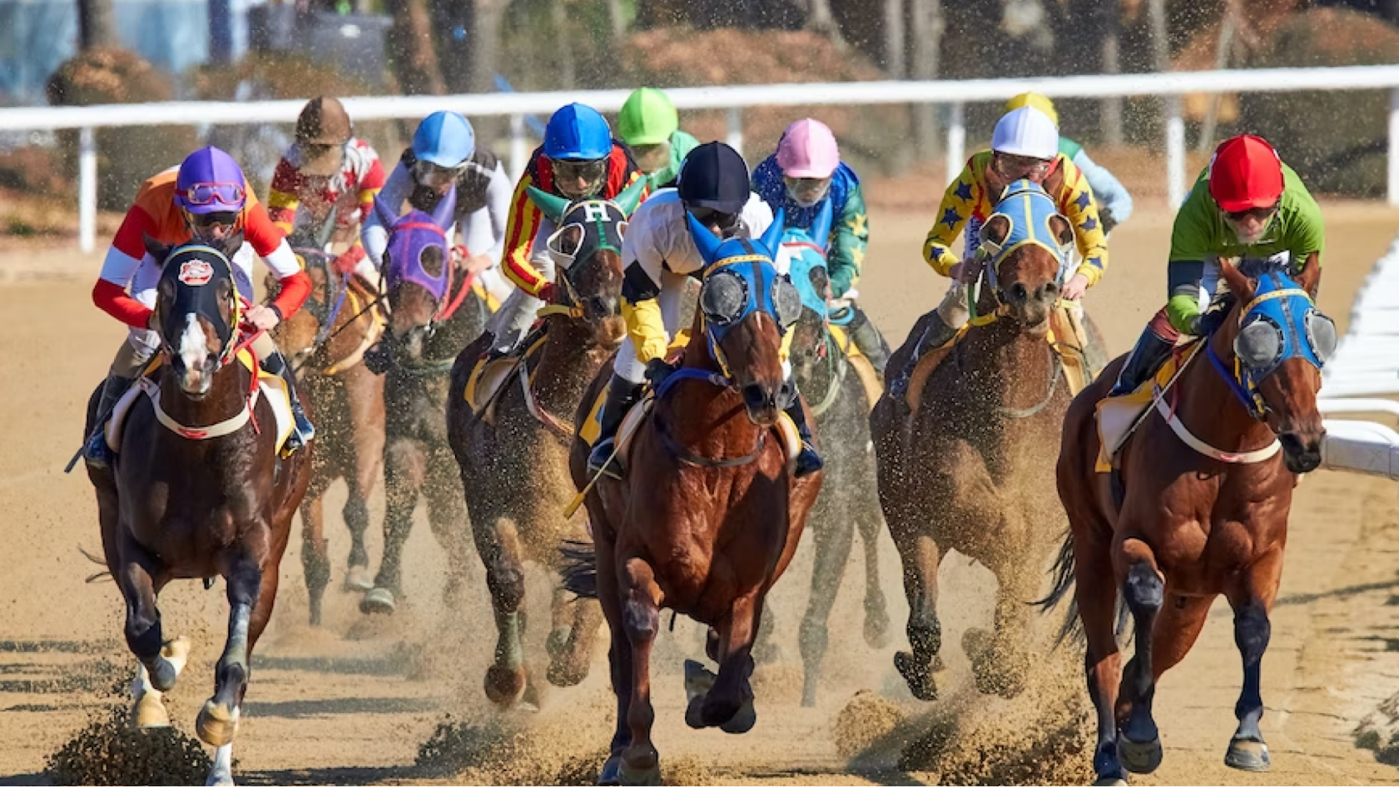 Horses race on track