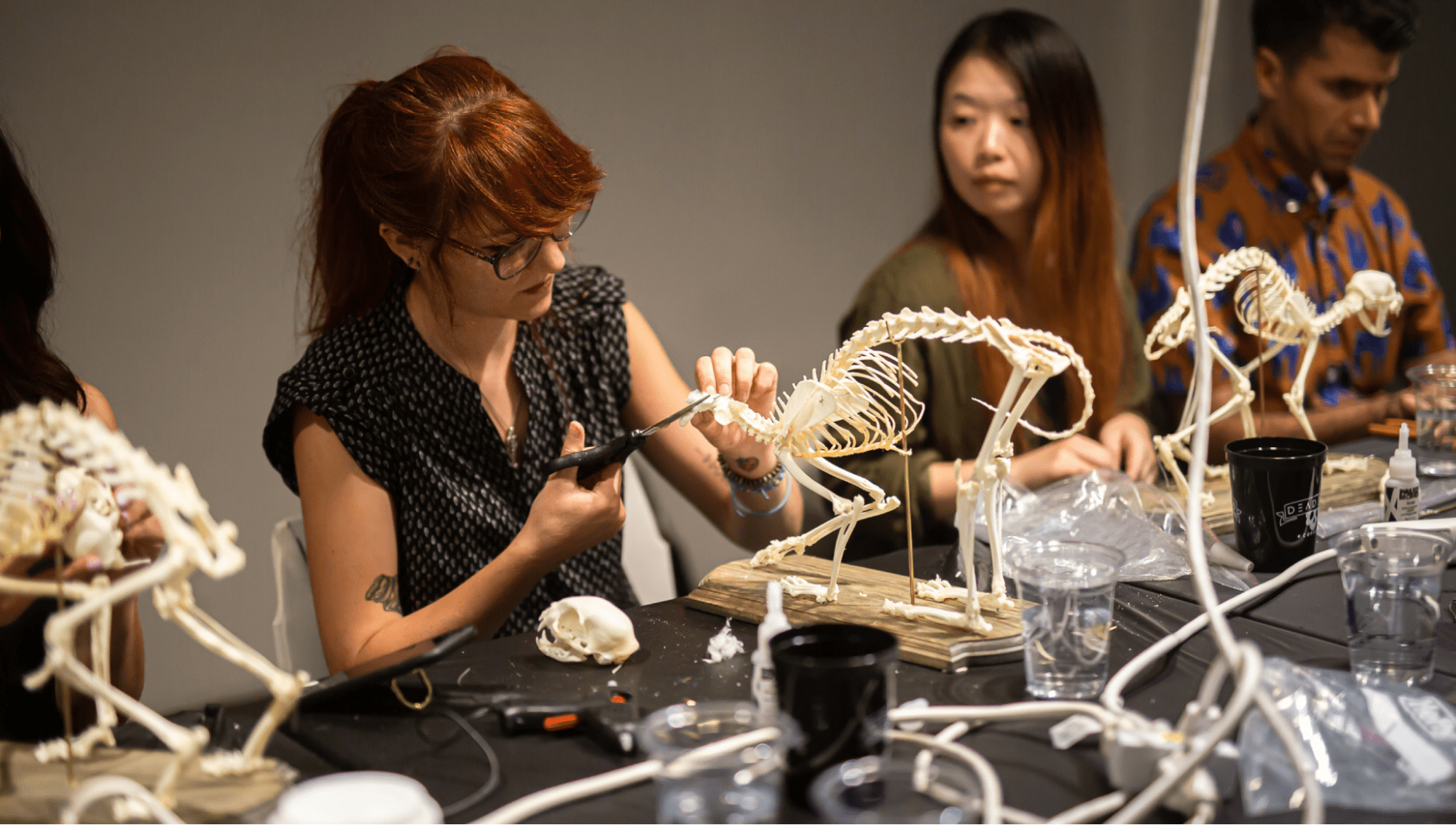 A person working with a cat skeleton