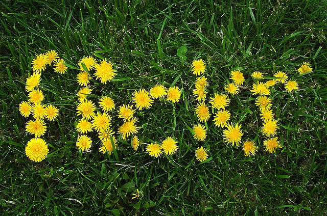 flickr free images