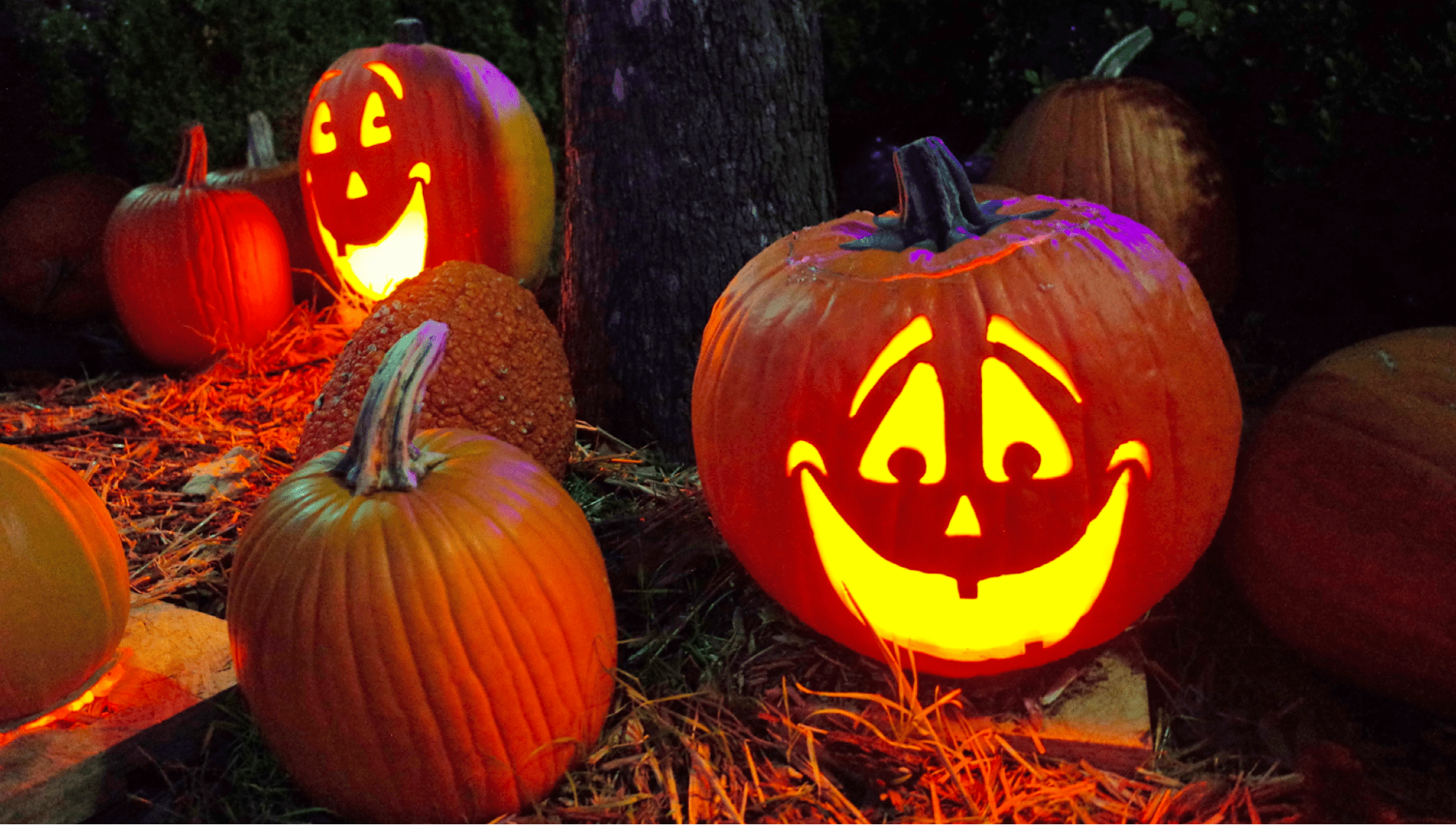 Close-up of jack-o-lanterns sitting on hay