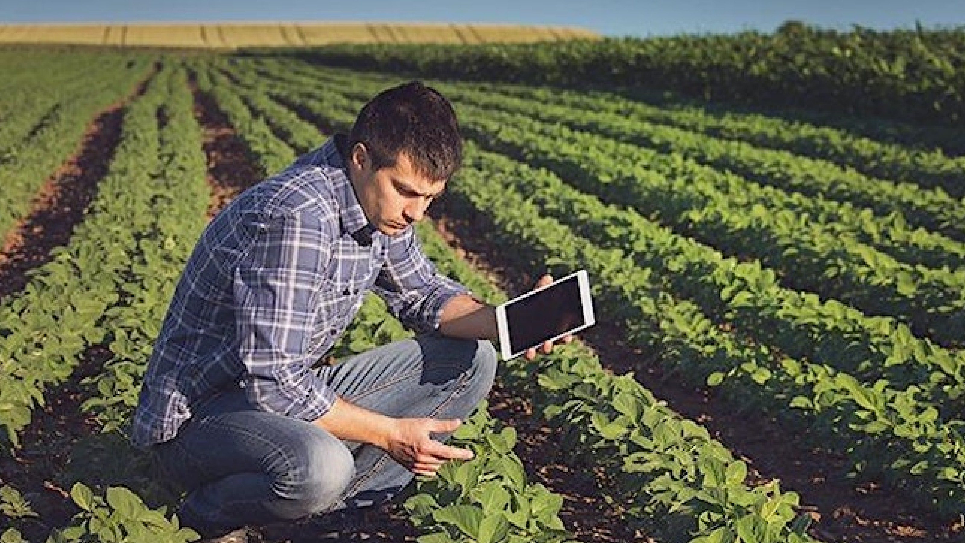 A person on a farm with a tablet in one hand