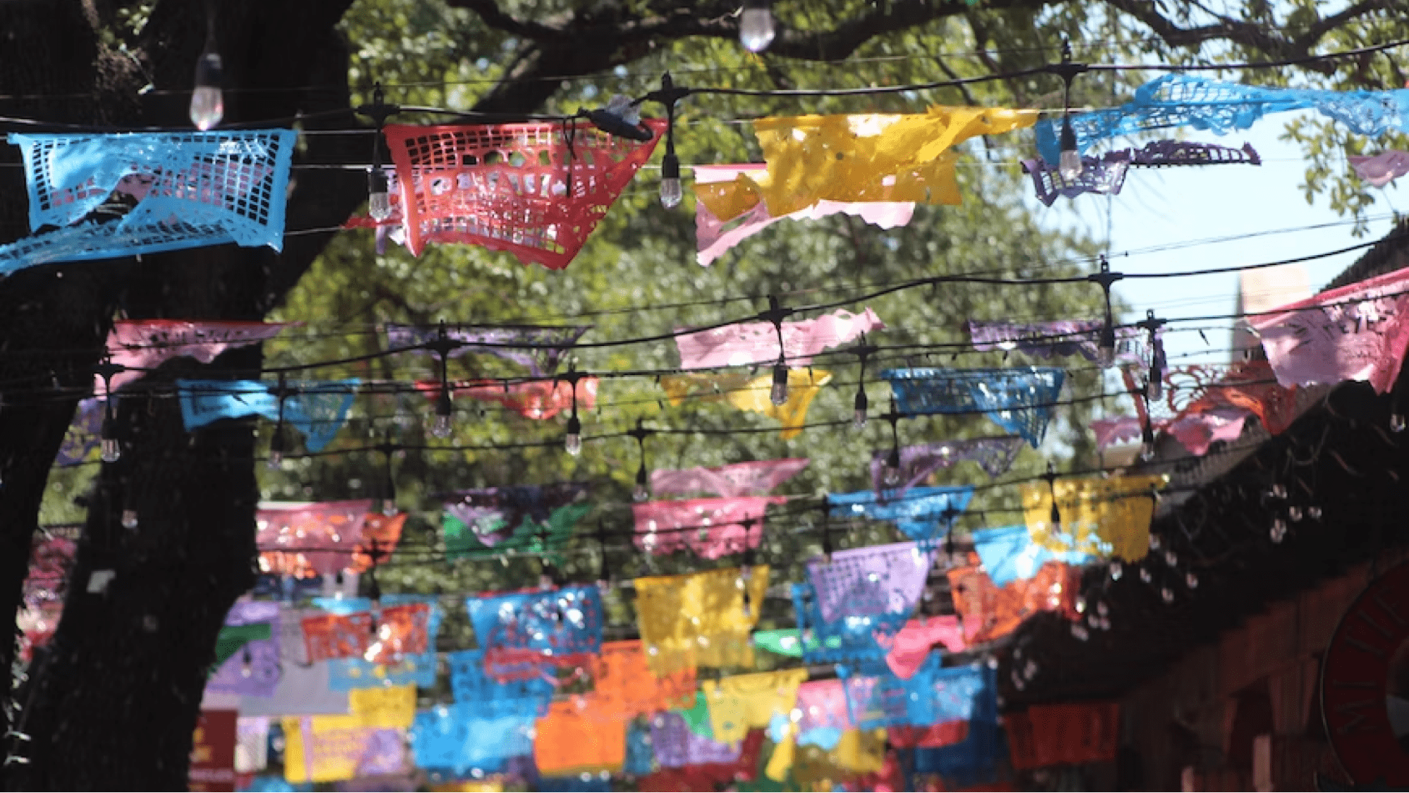 Mexican bunting and string lights in trees