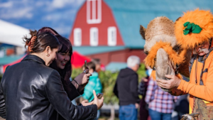 People at a fall festival taking photos of a llama