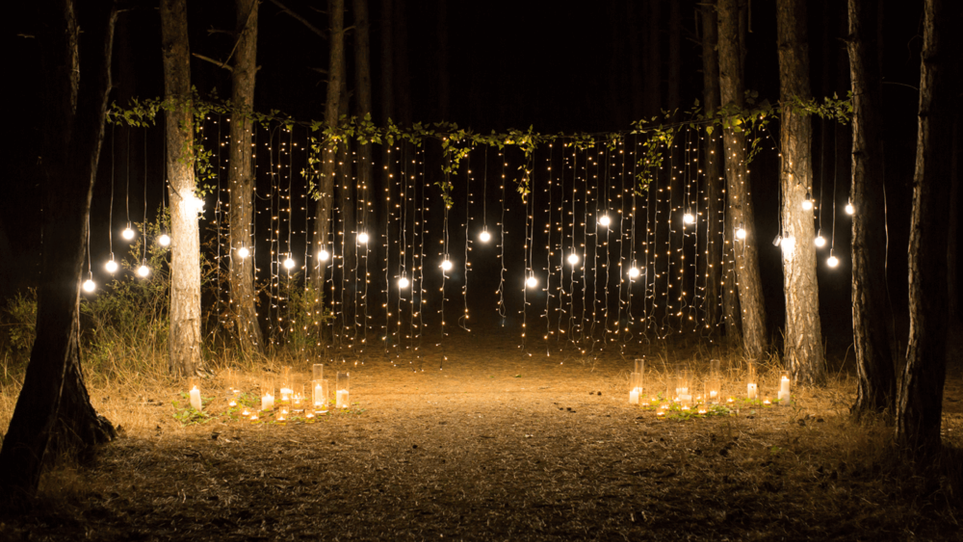 Forest decorated with fairy lights